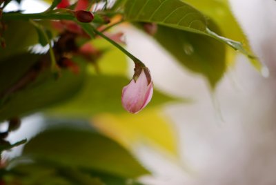 Prunus serrulata 'Kanzan' - višeň ozdobná - pupen květ